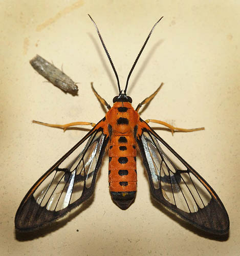Rothschild's Wasp Mimic, Cosmosoma ockendeni  ROTHSCHILD, 1910 (Tribe Ctenuchini). Coroico, Yungas, Bolivia d. 12 january 2012.   Photographer; Lars Andersen