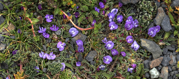 LViola species. La Cumbre, La Paz, elev. 4660 m. d. 1 February 2012. Photographer: Lars Andersen