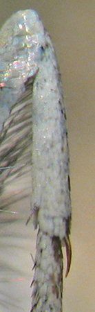 Argusblåfugl, Plebejus argus hun forskinneben med lang torn i ledet til ankel. Danmark, december 2012. Fotograf; Jørn Bittcher