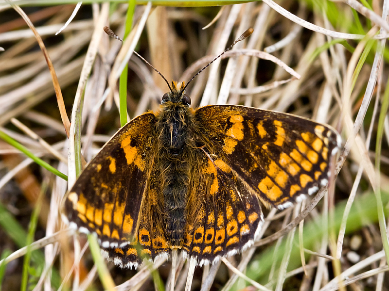 Okkergul Pletvinge, Melitaea cinxia han ab.. Melby Overdrev, Nordsjlland d. 26 juni 2012. Fotograf; John S. Petersen