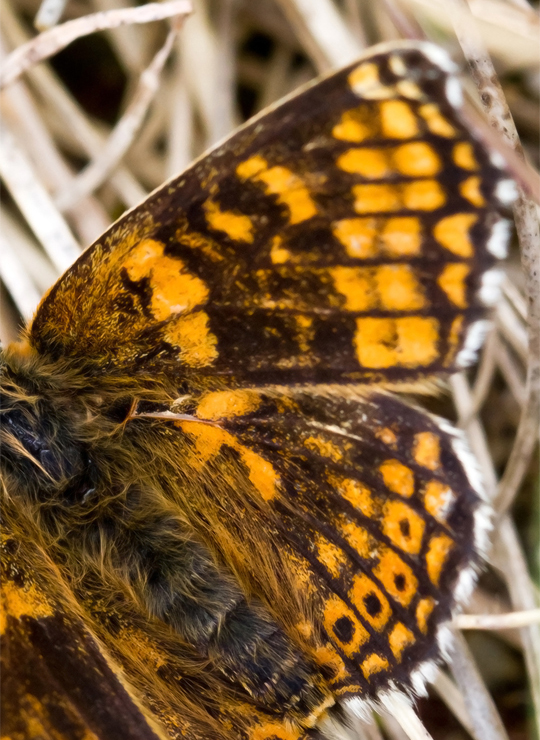 Okkergul Pletvinge, Melitaea cinxia han ab.. Melby Overdrev, Nordsjlland d. 26 juni 2012. Fotograf; John S. Petersen