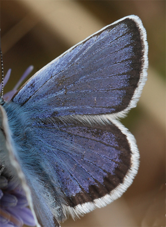 Argusblåfugl, Plebejus argus han. Bøtø Dige, Falster d. 23 juni 2012. Fotograf; Lars Andersen