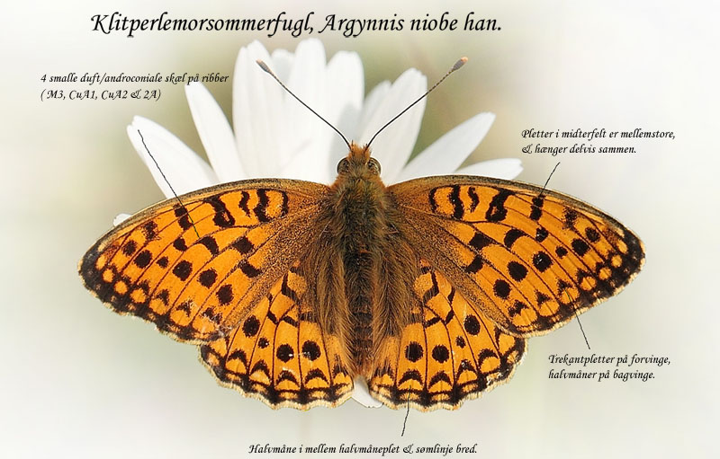 Klitperlemorsommerfugl, Argynnis niobe han  f.; eris. Addit Hede, Gl. Rye.  3 juli 2012. Fotograf: Lars Andersen