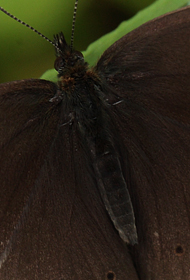 Engrandøje, Aphantopus hyperantus han. Bialowieza skovene, Polen d. 18/6 2011. Fotograf: Lars Andersen
