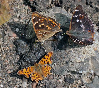 Ilia, Apatura ilia hanner den ene f. clytie og Det Hvide C, Polygonia calbum. Bialowieza skovene, Polen d. 21/6 2011. Fotograf: Lars Andersen