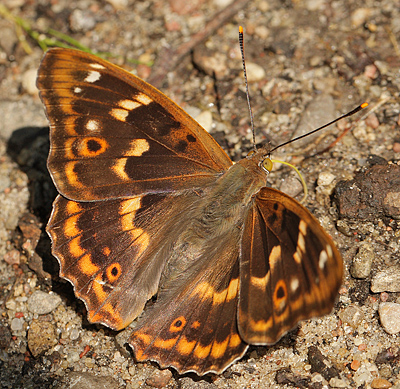 Ilia, Apatura ilia han den orange form clytie. Bialowieza skovene, Polen d. 21/6 2011. Fotograf: Lars Andersen
