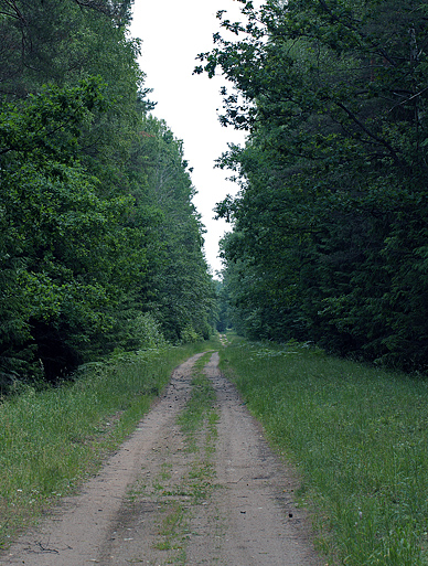 Bialowieza skovene, Polen d. 18/6 2011. Fotograf: Lars Andersen