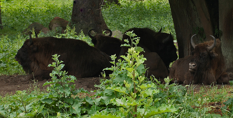 Europæisk Bison hvilende i skyggen. Bialowieza Skoven, Polen d. 19 juni 2011. Fotograf: Lars Andersen