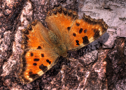 Kirsebrtakvinge, Nymphalis polychloros. Smland, Sverige. d. 27 March 2012. Fotograf: Lars Andersen