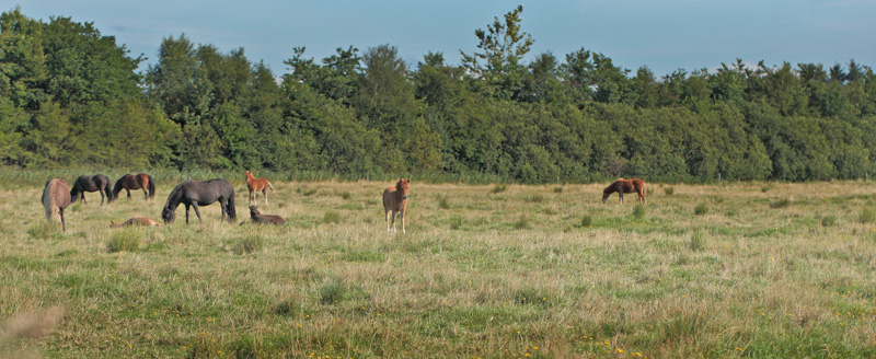 Heste på sommergræs. Napstjært Enge, Nordjylland d. 25 august 2012. Fotograf; Lars Andersen