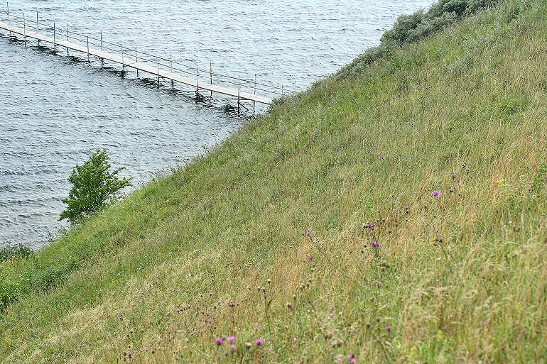 Lokalitet for Stor bredpande, Kyndelse sydmark, Isefjord Inderbredning d. 2 august 2005. Fotograf: Lars Andersen