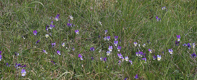 Almindelig stedmoderblomst, Viola tricolor. Marielyst, Falster d. 11 maj 2005. Fotograf: Lars Andersen