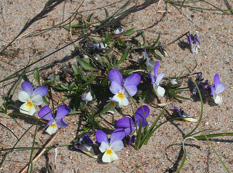 Almindelig Stedmoderblomst, Viola tricolor , Melby overdrev d. 15 maj 2005. Fotograf: Lars Andersen