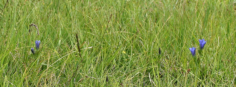 Hunnerödsmossen med Klokkeensian, Gentiana pneumonanthe, Skåne, Sverige d. 21 juli - 2005. Fotograf: Lars Andersen
