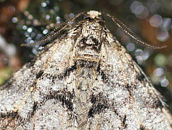 Sortbndet frostmler (Egens frostmler), Agriopis leucophaearia, portrt. Raadvad 16 marts 2005. Fotograf: Lars Andersen