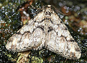 Sortbndet frostmler (Egens frostmler), Agriopis leucophaearia, portrt. Raadvad 16 marts 2005. Fotograf: Lars Andersen