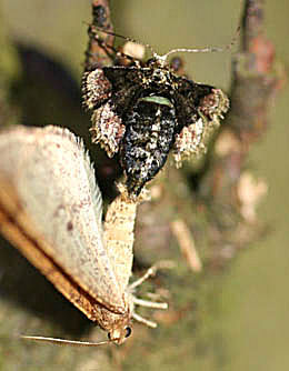 Grgul frostmler (Marts frostmler), Agriopis marginaria, parring. Raadvad 23 marts 2005. Fotograf: Lars Andersen