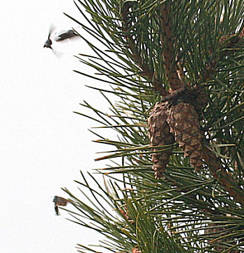Grøn Busksommerfugl, Callophrys rubi kæmper om de bedste pladse på fyrregrenen, Melby overdrev d. 30 april 2005. Fotograf: Lars Andersen