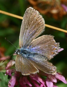 Almindelig blfugl Polyommatus icarus, Rsns d. 15 august 2005. Fotograf: Lars Andersen