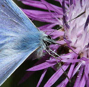 Almindelig blfugl Polyommatus icarus han, Vestamager station d. 22 juli 2005. Fotograf: Lars Andersen