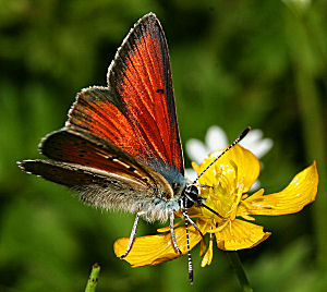 Violetrandet ildfugl. Lycaena hippothoe. han p Kr-Ranunkel, Ranunculus flammula.  Farum d. 29 juni 2005. Fotograf: Lars Andersen