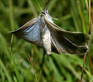 Sortplettet blåfugl, Maculinea arion. Høvbleget d. 4 juli - 2005. Fotograf: Lars Andersen