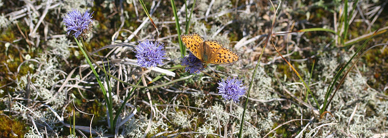 Klitperlemorsommerfugl, Argynnis niobe han på Blåmunke, Jasione montana. Skagen klitplantage.  9 juli 2005. Fotograf: Lars Andersen
