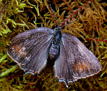 Egesommerfugl, Satyrium ilicis. Sjldent viser sommerfuglen sin overside, hvor man kan se den orange plet p forvingen. Hagestad Naturresevat, Skne. d. 21/7 2005. Fotograf: Peter Mllmann