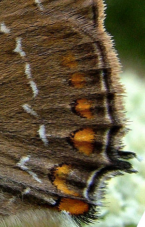 Egesommerfugl: Kendes p de rde pletter p bagvinge underside, hvor de 2 andre arter har et rdt bnd. Hagstorp Nationalpark, Skne. d. 21/7 2005. Fotograf: Lars Andersen