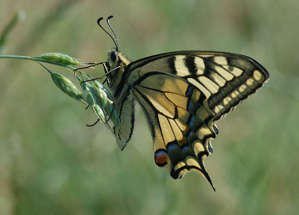 Svalehale, Papilio machaon. Vidå Sluse, Højer, Vadehavet. d. 9 juli 2005. Fotograf: Rune Bjerre