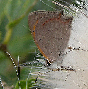 Lycaena phlaeas. Bulgarien. August 2005. Fotograf: Troells Melgaard