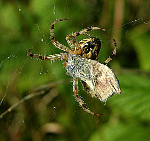 Okkergul randøje, Coenonympha pamphilus fanget i nettet, det tog korsedderkoppen få sekunder at pakke den ind! Gedesby d. 17 august 2005, Fotograf: Troells Melgaard