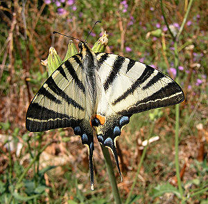 Sydeuropisk svalehale, Iphiclides podalirius. Rom, Italien. D. 23 juni 2005. Fotograf: Henrik S. Larsen