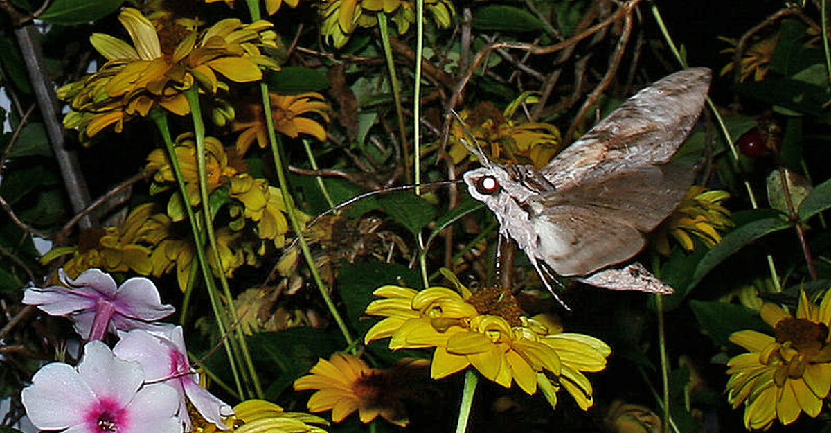 Snerlesvrmer , Agrius convolvuli. H/F Vennelyst. d. 4 september 2005. kl: 20.54. Fotograf: Lars Andersen