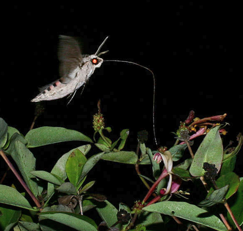 Snerlesvrmer , Agrius convolvuli. H/F Vennelyst. d. 6 september 2005. kl: 20.43. Fotograf: Lars Andersen