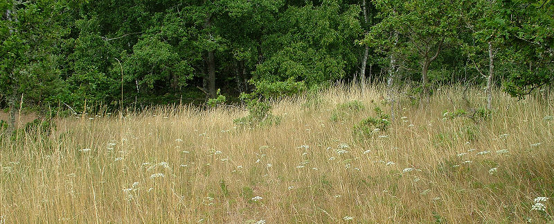 Lokalitet for Brun pletvinge og Egesommerfugl. Der er en del skærmplanter i blomst som var de foretruknet nektarblomst. Hagtorps, Sandhammaren, Skåne 21 juli 2005. Fotograf: Lars Andersen