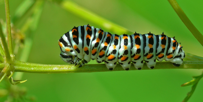 Svalehale, Papilio machaon larve i sidste stadie. Konevets, Bulgarien. d. 2 juli 2013. Fotograf:  Martin Bjerg