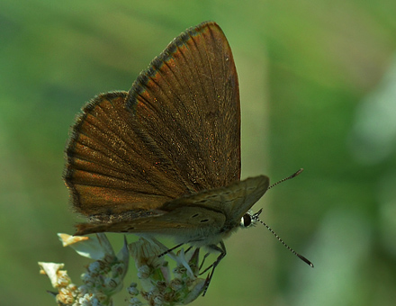 Østlig Pelsblåfugl, Polyommatus (Agrodiaetus) admetus. Jeravna, Bulgarien d. 6 juli 2013. Fotograf; Martin Bjerg