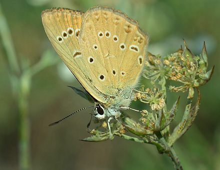 Østlig Pelsblåfugl, Polyommatus (Agrodiaetus) admetus. Jeravna, Bulgarien d. 6 juli 2013. Fotograf; Martin Bjeg