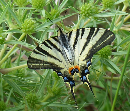 Sydeuropisk svalehale, Iphiclides podalirius. Jeravna, Bulgarien d. 30 juni 2013. Fotograf:  Martin Bjerg