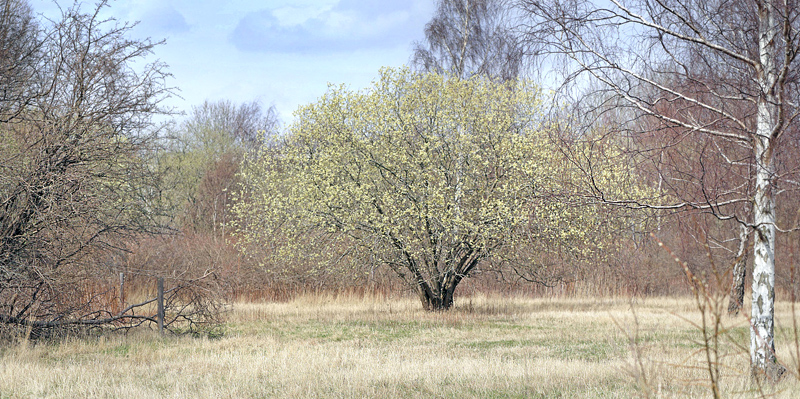 Seljepil, Salix caprea. Amager Flled d. 25 april 2013. Fotograf; Lars Andersen