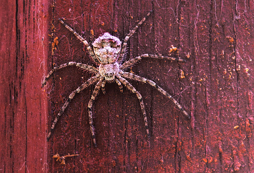 Ddningehoved-edderkop, Philodromus margaritatus. Asserbo Plantage, Nordsjlland d. 28 april 2013. fotograf, Lars Andersen