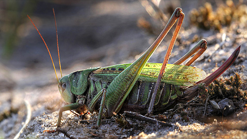 Vortebider, Decticus verrucivorus. Brunddragene, Lolland d. 28 august 2013. Fotograf; Lars Andersen