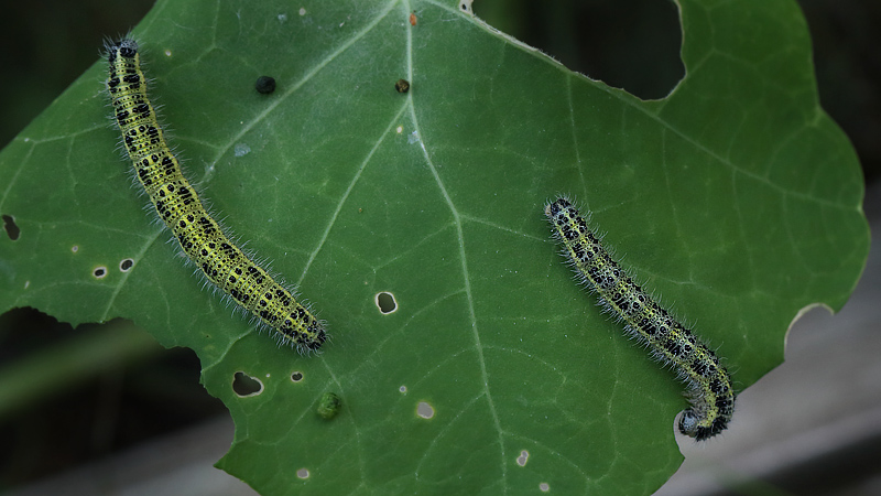 Stor Klsommerfugl, Pieris brassicae larve. Asserbo Plantage d. 10 august 2013. Fotograf; Lars Andersen