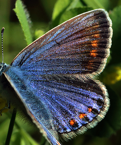  Almindelig blfugl, Polyommatus icarus hun. Amager Flled  d. 3 Juni 2013. Fotograf: Lars Andersen