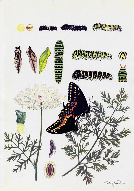 Baid´s Swallowtail, Papilio machaon bairdii. Illustrator; Peder Greve i  80'erne.
