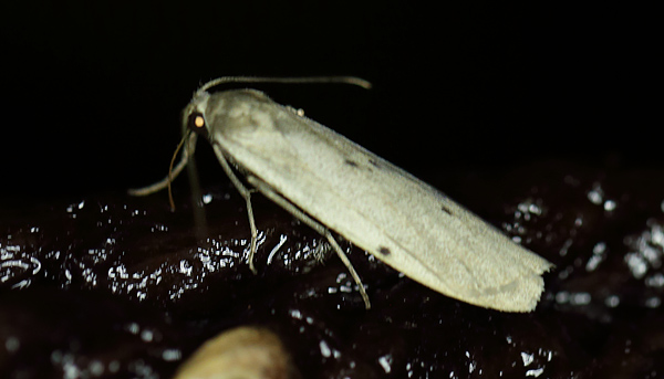 Pelosia muscerda. Amager Fælled d. 18 juli 2013. Fotograf; Lars Andersen