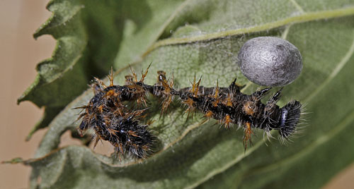 Her en Snyltehvepsen, Ichneumonidae sp. der vil parasiterer en Kirsebærtakvinge, Nymphalis polychloros larve.  Skoghult, Småland, Sverige d. 25 juni 2012. Fotograf; Ole Andersen