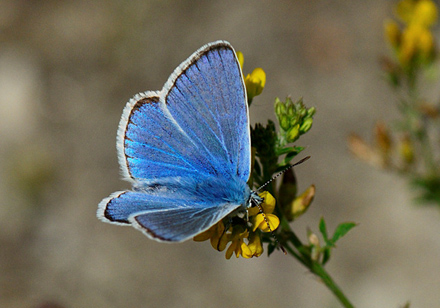 Hvidrandet blåfugl, Polyommatus dorylas han. Åhus, det østlige Skåne, Sverige medio juli 2013. Fotograf: Lars Adler Krogh