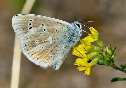 Hvidrandet blåfugl, Polyommatus dorylas han. Åhus, det østlige Skåne, Sverige medio juli 2013. Fotograf: Lars Adler Krogh